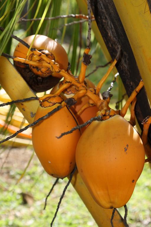 La Hacienda Mauritius 호텔 마헤보그 외부 사진